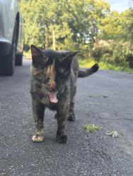 Reunited Unknown Cat last seen Brewster and Dragana , Henrico County, VA 23233