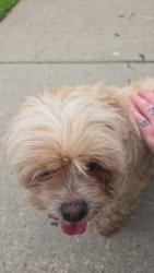 Reunited Female Dog last seen Lavergne and roscoe , Chicago, IL 60641