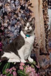 Lost Female Cat last seen Near castle and ranch lane, Levittown, NY 11756