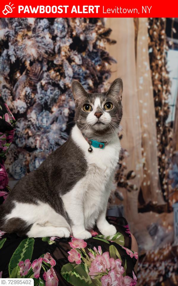Lost Female Cat last seen Near castle and ranch lane, Levittown, NY 11756