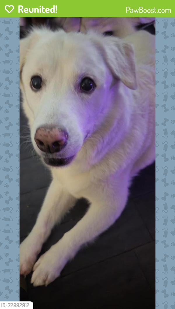 Reunited Male Dog last seen Stone Creek Appartments, Caldwell, ID 83605