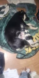Reunited Female Dog last seen Mcwade and ritter, Homeland, CA 92548