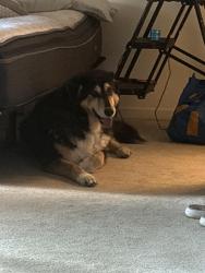 Reunited Female Dog last seen Near Corwood Ln., Apt. 6, Hendersonville, NC, Hendersonville, NC 28739