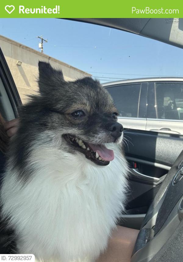 Reunited Female Dog last seen Hacienda Blvd, La Puente, CA 91744