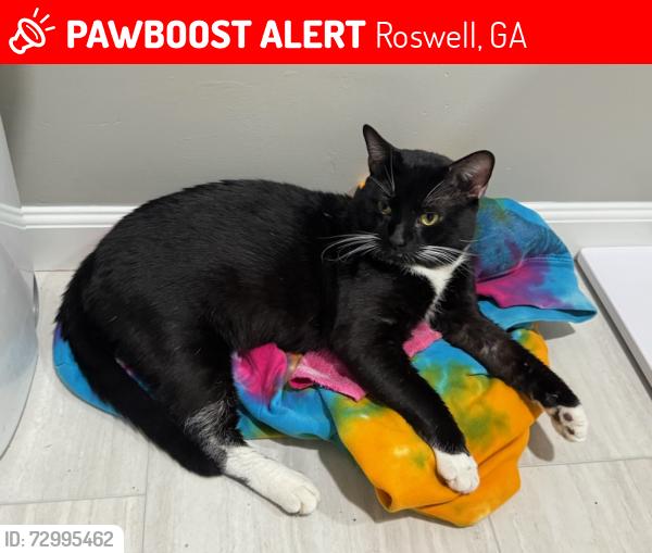 Lost Male Cat last seen Steeplechase Drive & Waffle hse, Roswell, GA 30076