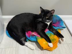 Lost Male Cat last seen Steeplechase Drive & Waffle hse, Roswell, GA 30076