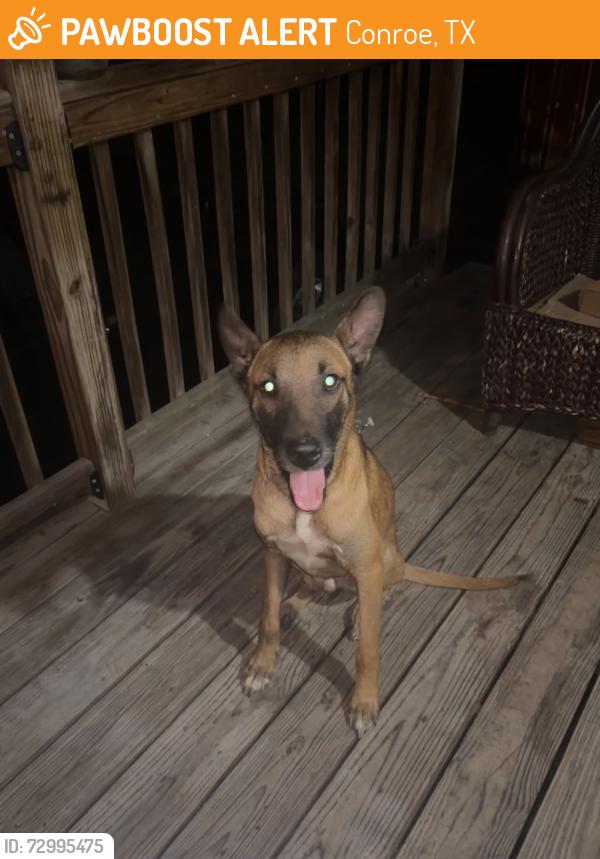 Found/Stray Male Cat last seen Toledo St, Conroe, TX 77301