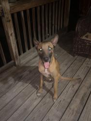 Found/Stray Male Cat last seen Toledo St, Conroe, TX 77301