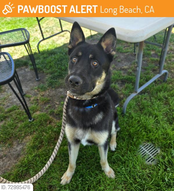 Found/Stray Male Dog last seen Near Coronado Ave, Long Beach, CA 90803, Long Beach, CA 90803