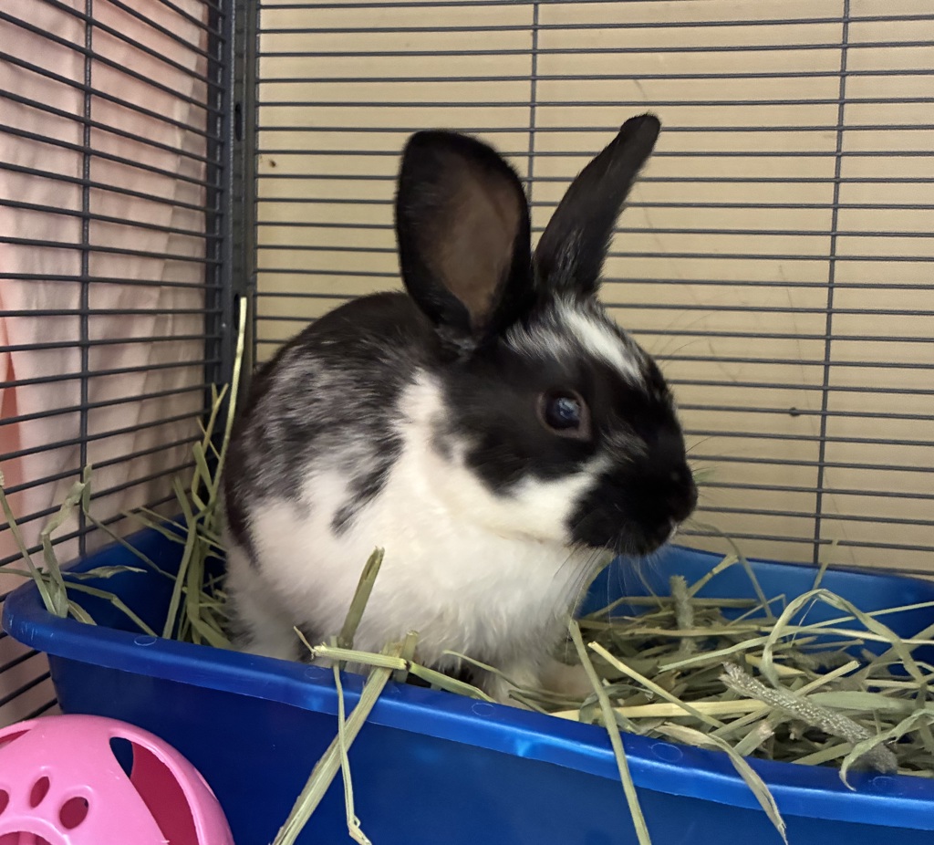 Shelter Stray Female Rabbit last seen NE Halsey NE 122nd, PORTLAND, OR, 97220, 1700 W Historic Columbia River Hwy, Troutdale, OR 97060, USA