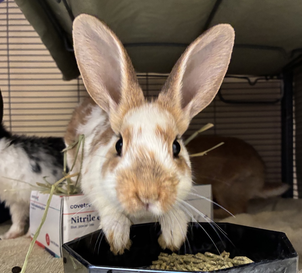 Shelter Stray Female Rabbit last seen NE Halsey NE 122nd, PORTLAND, OR, 97220, 1700 W Historic Columbia River Hwy, Troutdale, OR 97060, USA