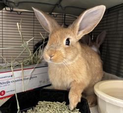 Shelter Stray Female Rabbit last seen NE Halsey NE 122nd, PORTLAND, OR, 97220, 1700 W Historic Columbia River Hwy, Troutdale, OR 97060, USA