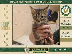 Shelter Stray Male Cat last seen Near Havana Drive, Port St. John, FL, 32927, 5100 W Eau Gallie Blvd, Melbourne, FL 32934, USA