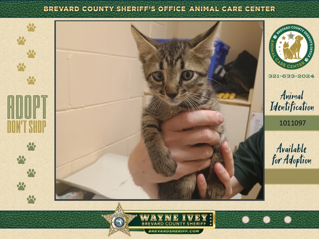 Shelter Stray Male Cat last seen Near Havana Drive, Port St. John, FL, 32927, 5100 W Eau Gallie Blvd, Melbourne, FL 32934, USA
