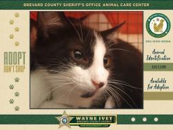 Shelter Stray Male Cat last seen Near Faull Drive, ROCKLEDGE, FL, 32955, 5100 W Eau Gallie Blvd, Melbourne, FL 32934, USA