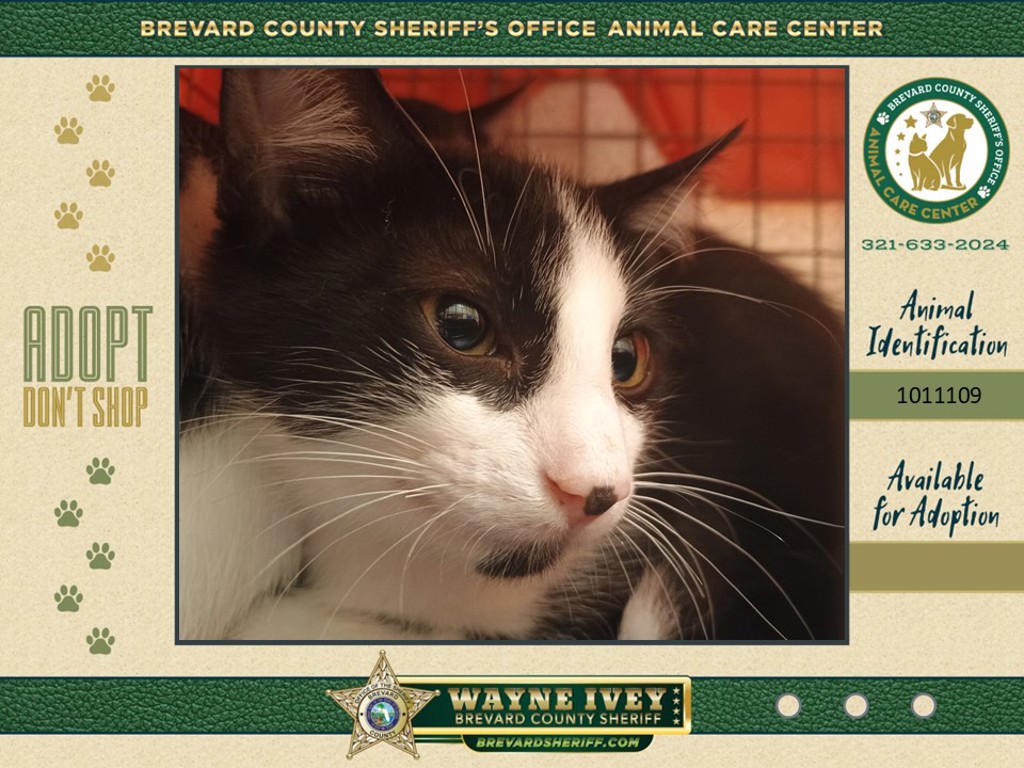 Shelter Stray Male Cat last seen Near Faull Drive, ROCKLEDGE, FL, 32955, 5100 W Eau Gallie Blvd, Melbourne, FL 32934, USA