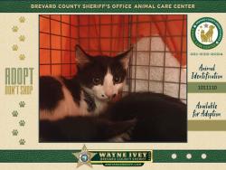 Shelter Stray Male Cat last seen Near Faull Drive, ROCKLEDGE, FL, 32955, 5100 W Eau Gallie Blvd, Melbourne, FL 32934, USA