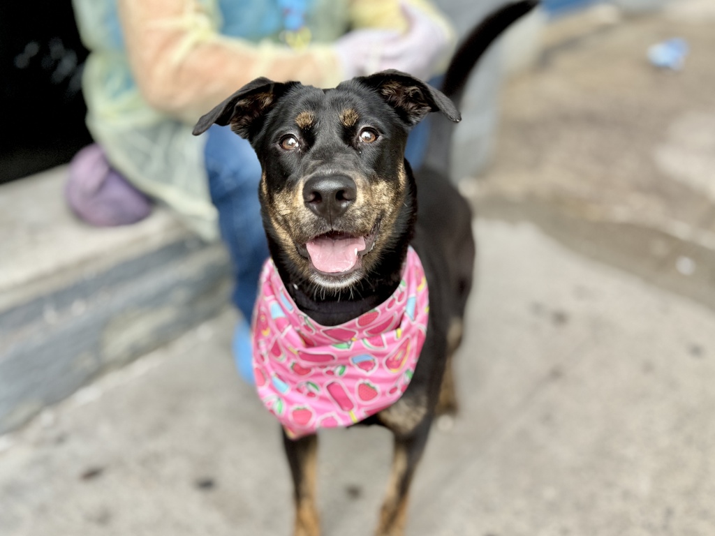 Shelter Stray Female Dog last seen E 211th Street, BRONX, NY, 10467, 326 E 110th St, New York, NY 10029, USA
