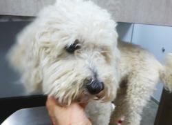 Shelter Stray Male Dog last seen Near Laplace Avenue, CARENCRO, LA, 70520, 410 Dugas Rd, Lafayette, LA 70507, USA