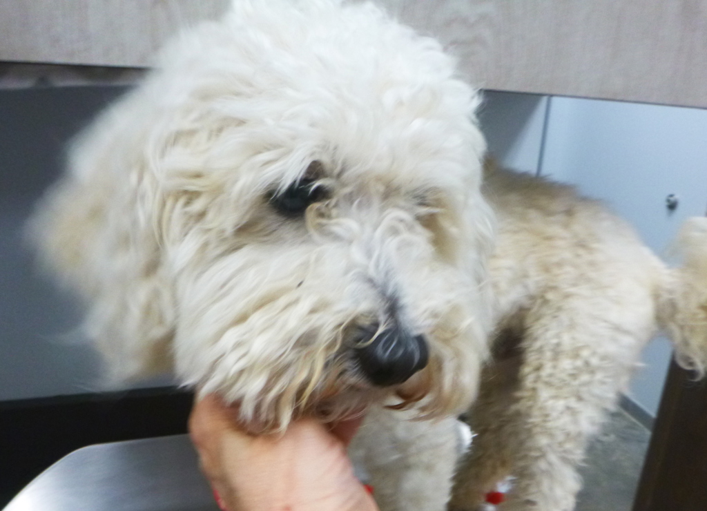 Shelter Stray Male Dog last seen Near Laplace Avenue, CARENCRO, LA, 70520, 410 Dugas Rd, Lafayette, LA 70507, USA