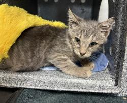Shelter Stray Female Cat last seen left in front of MACC, NEW YORK, NY, 10029, 326 E 110th St, New York, NY 10029, USA