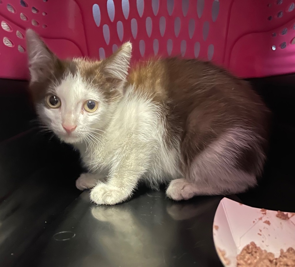 Shelter Stray Male Cat last seen Near Fairmount Avenue, San Diego, CA, 92120, 5500 Gaines St, San Diego, CA 92110, USA