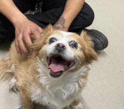 Shelter Stray Female Dog last seen Near Cinnabar Drive, La Mesa, CA, 91941, El Cajon, CA 92020, USA