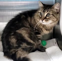 Shelter Stray Female Cat last seen Apt 2G,240 Park Hill Avenue, STATEN ISLAND, NY, 10304, 3139 Veterans Rd W, Staten Island, NY 10309, USA