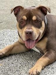Reunited Male Dog last seen Central Ave and Safford Road , Rockford, IL 61101