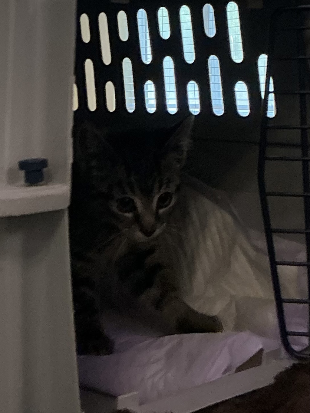 Shelter Stray  Cat last seen Amphibious Drive, VIRGINIA BEACH, VA, 23459, 341 S Birdneck Rd, Virginia Beach, VA 23451, USA