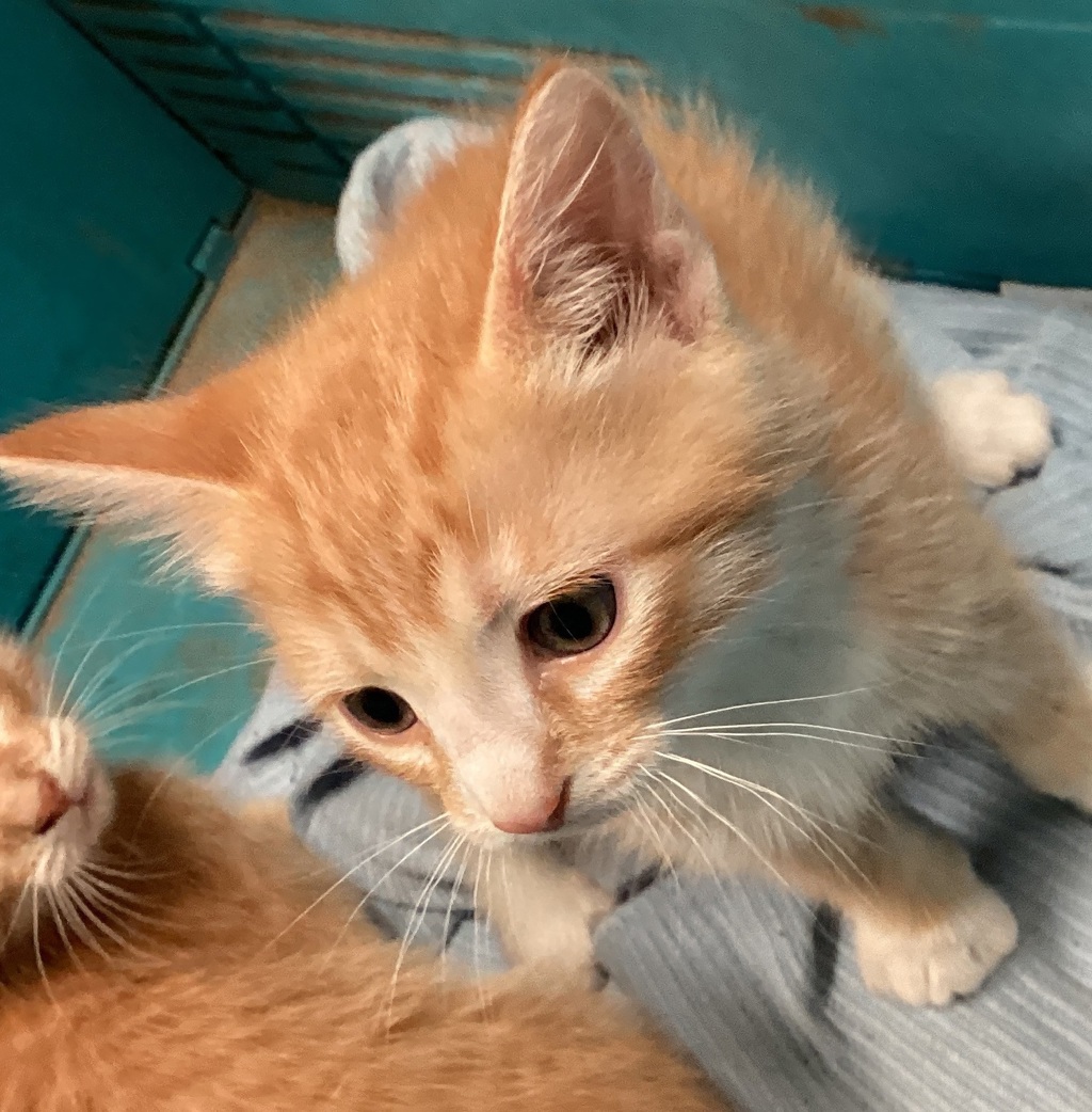 Shelter Stray Male Cat last seen found in parking lot in raleigh, at advanced auto parks., RALEIGH, NC, 27603, 820 Beacon Lake Dr, Raleigh, NC 27610, USA