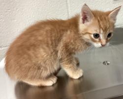 Shelter Stray Male Cat last seen found in parking lot in raleigh, at advanced auto parks., RALEIGH, NC, 27603, 820 Beacon Lake Dr, Raleigh, NC 27610, USA