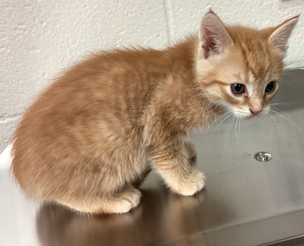 Shelter Stray Male Cat last seen found in parking lot in raleigh, at advanced auto parks., RALEIGH, NC, 27603, 820 Beacon Lake Dr, Raleigh, NC 27610, USA
