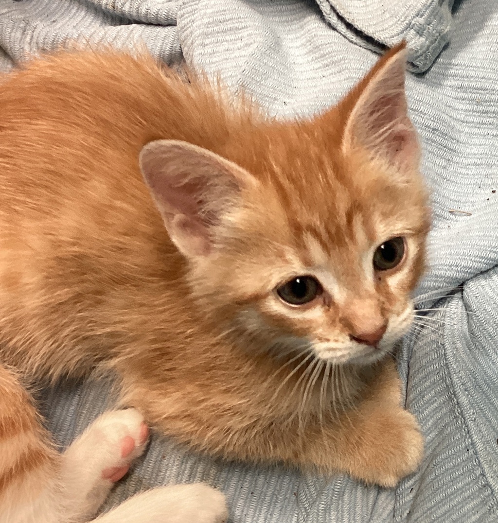 Shelter Stray Female Cat last seen found in parking lot in raleigh, at advanced auto parks., RALEIGH, NC, 27603, 820 Beacon Lake Dr, Raleigh, NC 27610, USA