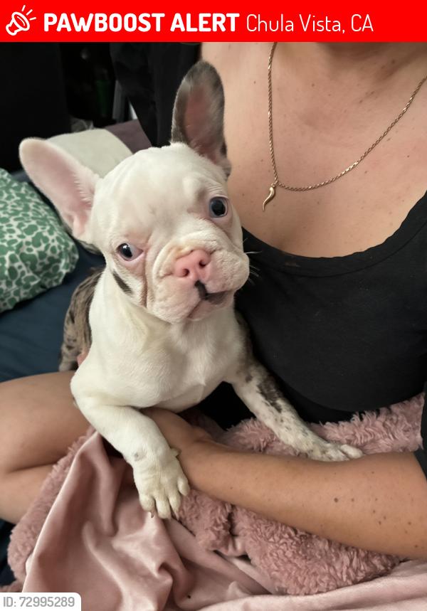 Lost Female Dog last seen L St between 4th & 5th Ave across the street from Chula Vista football field , Chula Vista, CA 91911
