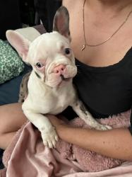 Lost Female Dog last seen L St between 4th & 5th Ave across the street from Chula Vista football field , Chula Vista, CA 91911