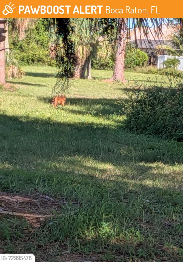 Found/Stray Unknown Dog last seen Sandalfoot Cove Park - Baseball field, Boca Raton, FL 33433