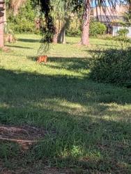 Found/Stray Unknown Dog last seen Sandalfoot Cove Park - Baseball field, Boca Raton, FL 33433