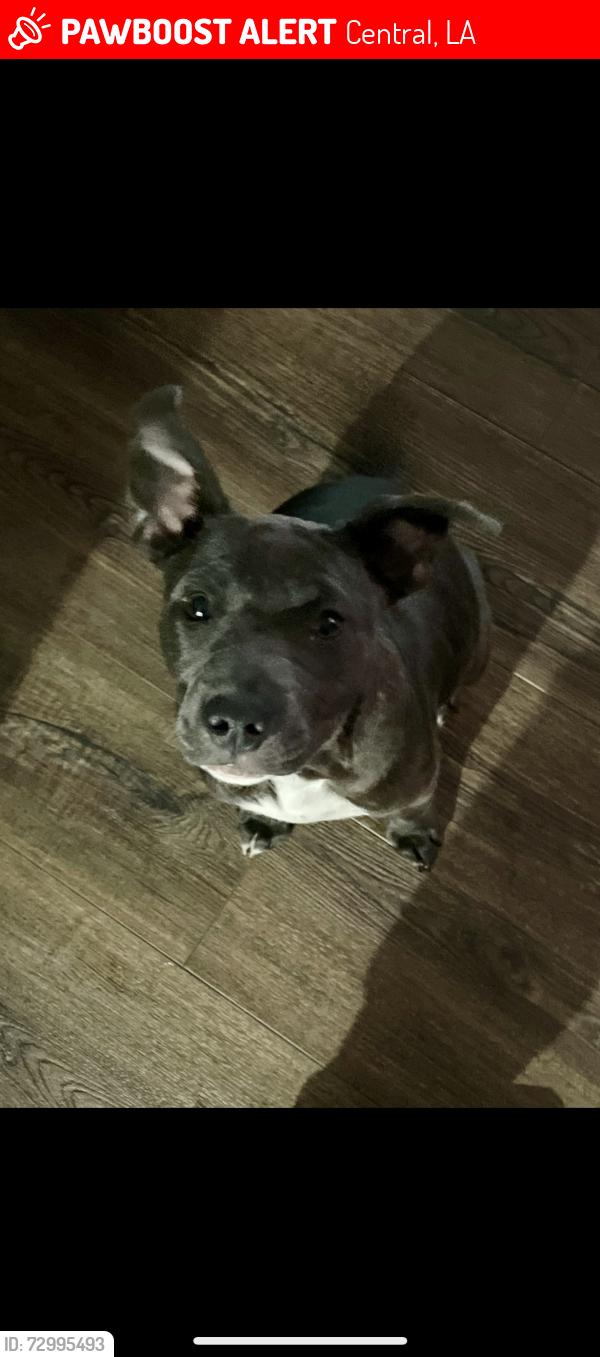 Lost Female Dog last seen Indian Mound , Central, LA 70739