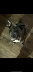 Lost Female Dog last seen Indian Mound , Central, LA 70739
