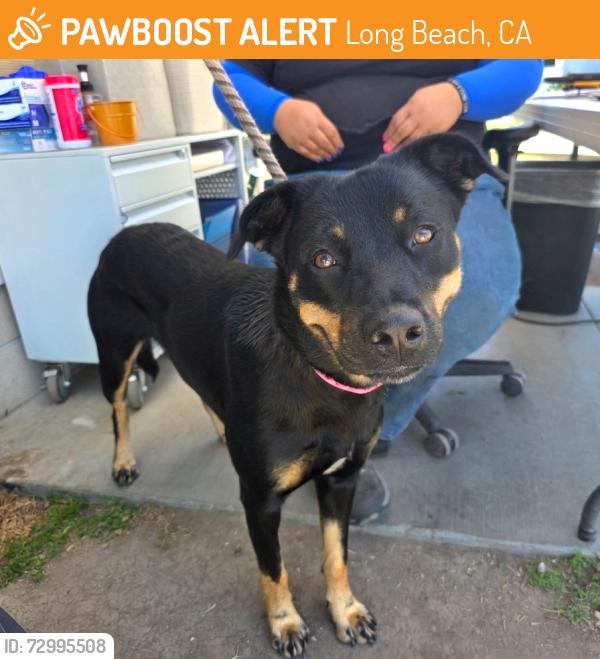 Found/Stray Female Dog last seen Near C Ave, Long Beach, CA 90813, Long Beach, CA 90813