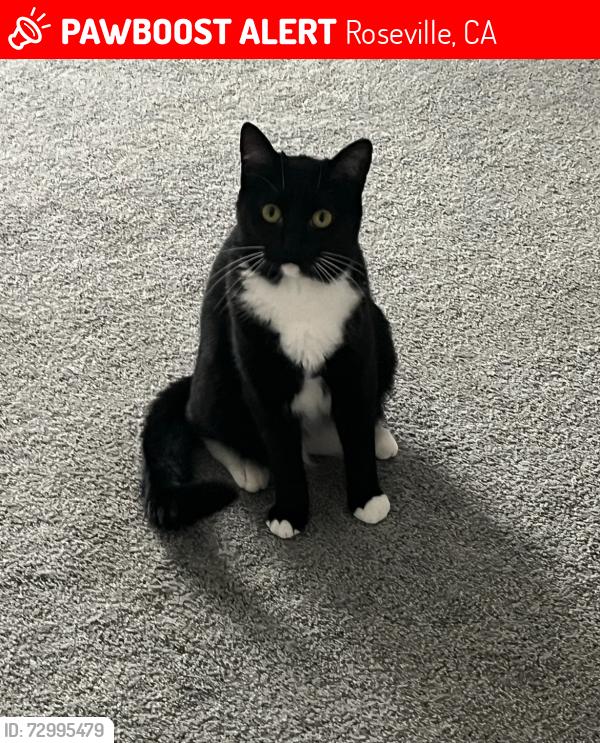 Lost Female Cat last seen Fiddyment, Roseville, CA 95747