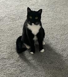 Lost Female Cat last seen Fiddyment, Roseville, CA 95747