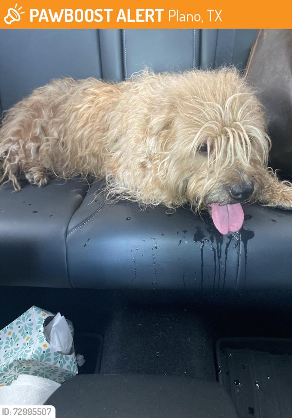 Found/Stray Unknown Dog last seen Sherrye Dr & Briarwood, near Meadows Elem, Plano, TX 75074