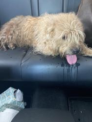 Found/Stray Unknown Dog last seen Sherrye Dr & Briarwood, near Meadows Elem, Plano, TX 75074