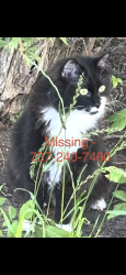 Lost Male Cat last seen County road 326, granger, texas, Granger, TX 76530