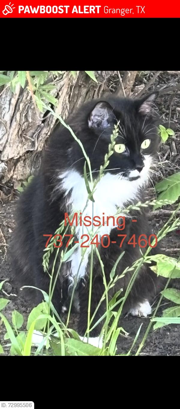 Lost Male Cat last seen County road 326, granger, texas, Granger, TX 76530