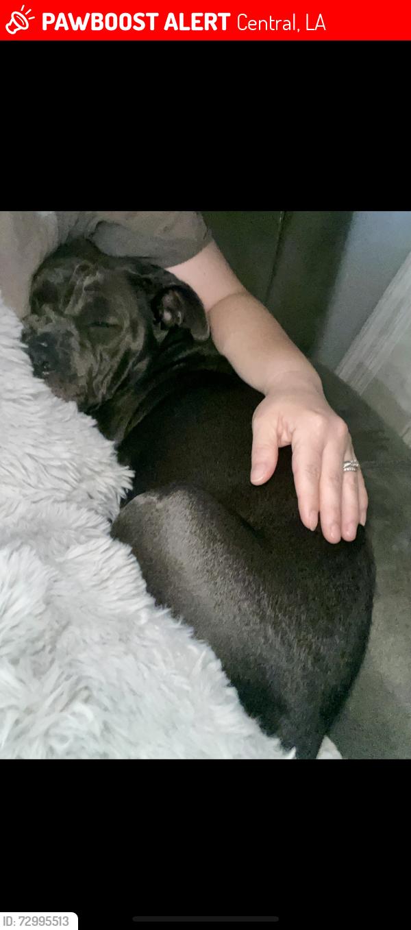 Lost Female Dog last seen Indian Mound - Central / Pride area , Central, LA 70739
