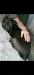 Lost Female Dog last seen Indian Mound - Central / Pride area , Central, LA 70739
