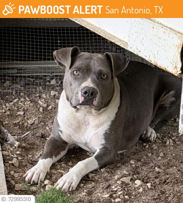 Found/Stray Unknown Dog last seen Pleasanton Road and Big Leaf, San Antonio, TX 78264